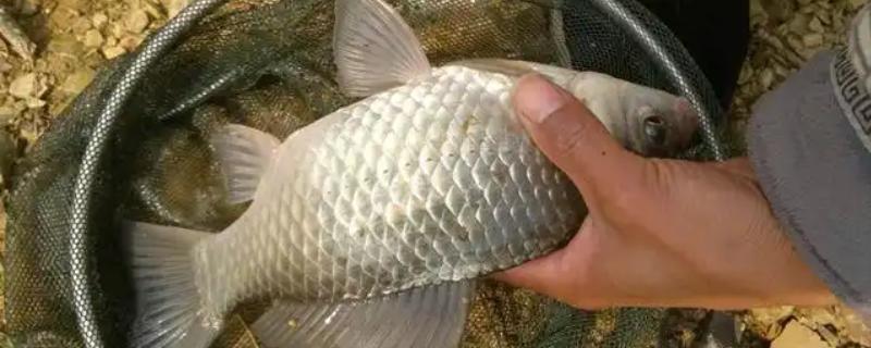 河里钓鲫鱼用什么饵料，可以用动物饵料或商品饵料