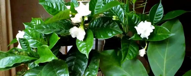水晶茉莉叶子发黄如何处理，施肥过多可以浇水稀释肥料
