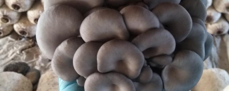 平菇菌种怎么制作，不同等级的菌种制作方式有区别