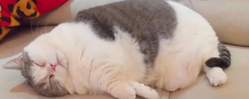 猫咪肥胖的后果，容易患上各种疾病