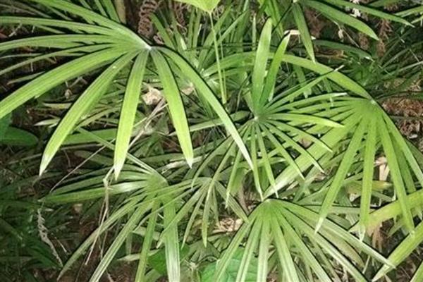 棕竹的风水摆放,可摆放在客厅东南方