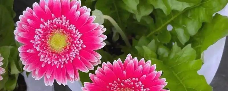 怎么养扶郎花，要分季适量浇水
