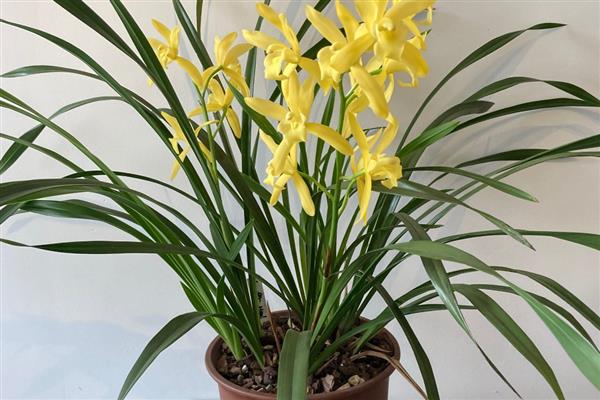 阳台养哪种花最旺财，推荐君子兰、兰花等