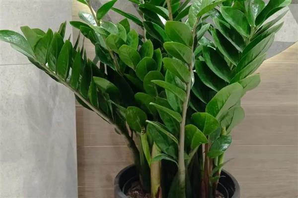 阳台养哪种花最旺财，推荐君子兰、兰花等