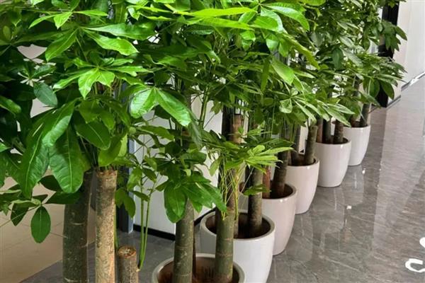 阳台养哪种花最旺财，推荐君子兰、兰花等