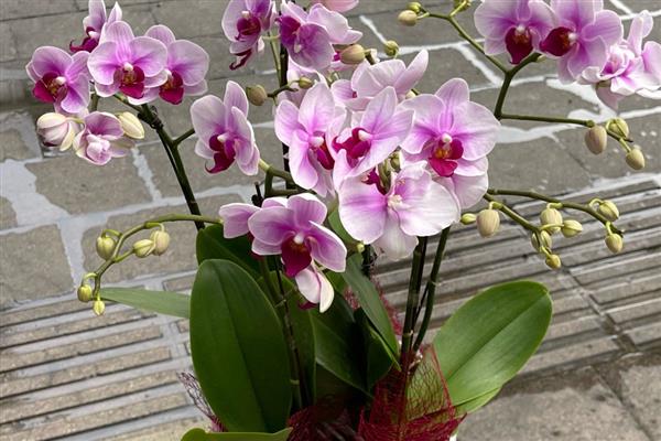 阳台养哪种花最旺财，推荐君子兰、兰花等