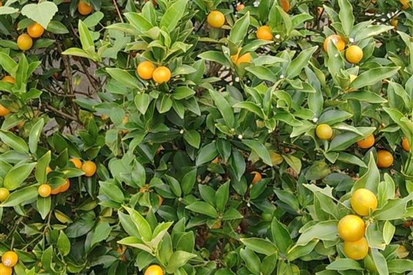 阳台养哪种花最旺财，推荐君子兰、兰花等