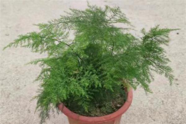阳台养哪种花最旺财，推荐君子兰、兰花等