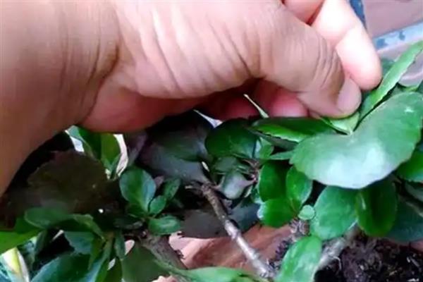 长寿花茎腐烂怎么处理,要进行适当的修剪