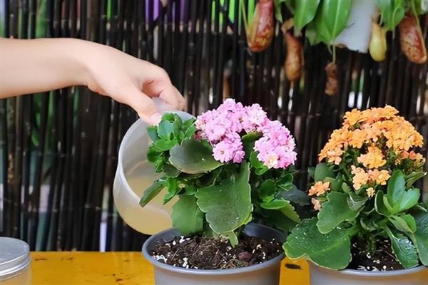 长寿花茎腐烂怎么处理,要进行适当的修剪