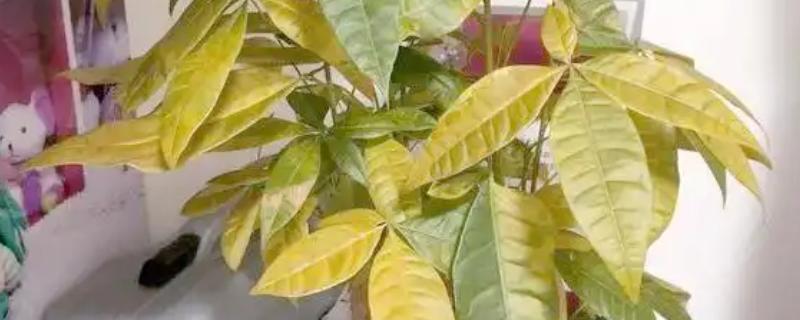 发财树黄叶的原因，可能是浇水过多所致