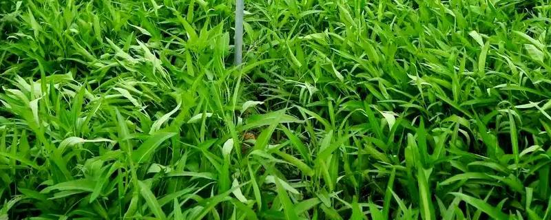 空心菜如何育苗，先要浸种催芽