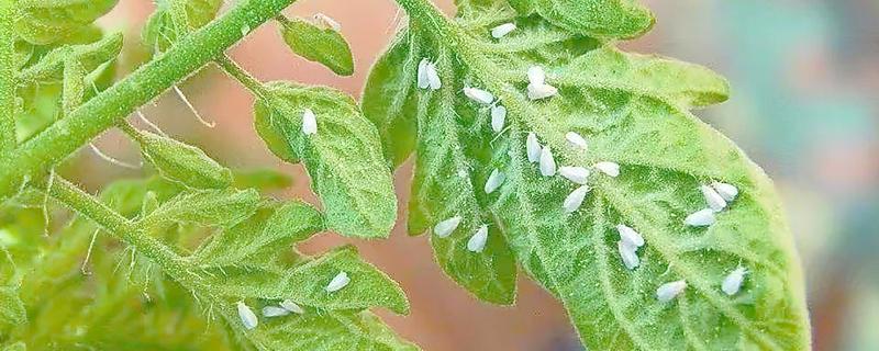 白粉虱的防治方法，发生初期可以挂黄板
