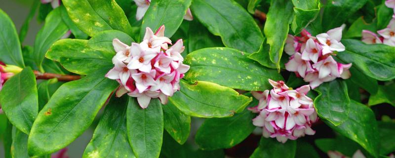 什么是瑞香花，是常绿直立灌木