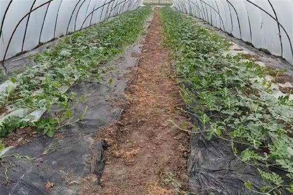 生物菌肥好不好,生物菌肥主要通过微生物来改善土壤
