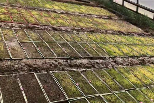 生物菌肥好不好,生物菌肥主要通过微生物来改善土壤