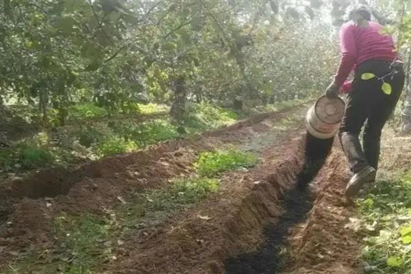 生物菌肥好不好,生物菌肥主要通过微生物来改善土壤