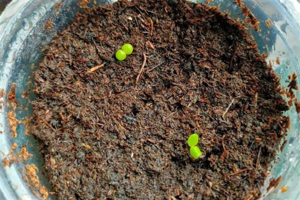 瓜叶菊如何繁殖,可用种子播种繁殖