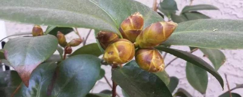 茶花花苞掉落的原因及处理方法，可能是施肥不当所致