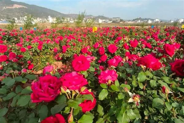 玫瑰花冬季掉叶的原因，缺乏光照、低温冻伤等因素都会引起
