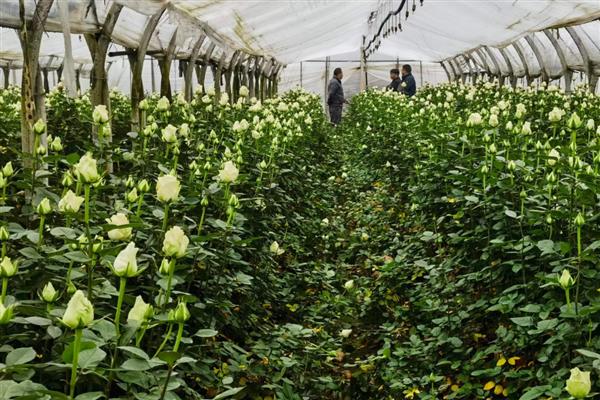 玫瑰花冬季掉叶的原因，缺乏光照、低温冻伤等因素都会引起