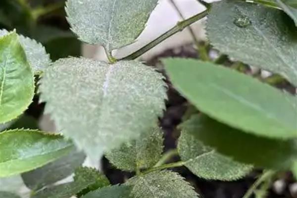 玫瑰花冬季掉叶的原因，缺乏光照、低温冻伤等因素都会引起