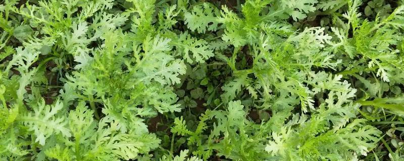 茼蒿怎么种植，用生根粉溶液浸种催芽后再播种