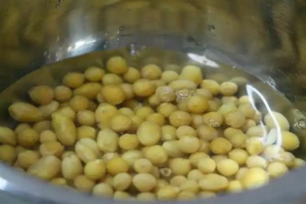 怎么种植豆芽菜,先浸泡大豆