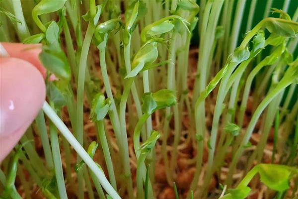 怎么种植豆芽菜,先浸泡大豆