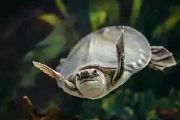 猪鼻龟是不是深水龟，属于深水龟喜欢游泳