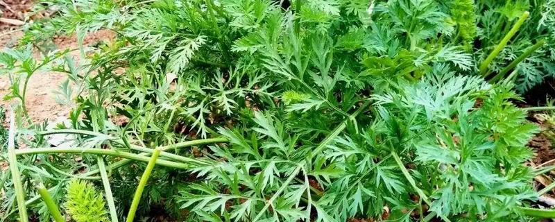 胡萝卜斑枯病发病的症状，在叶缘部分发现病斑