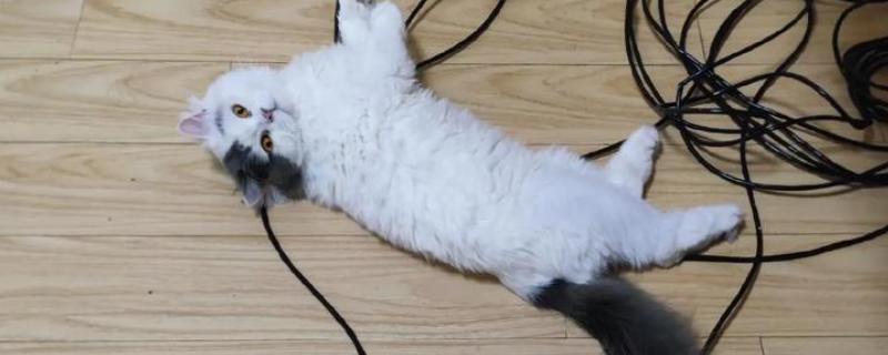 猫咪食物中毒怎么办，饲喂庆大霉素等药物