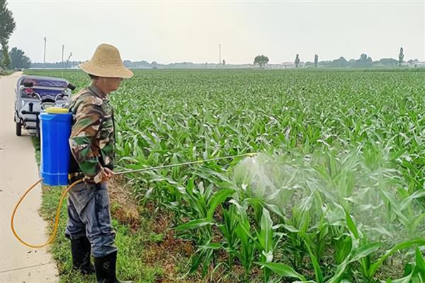 玉米为什么发芽率低,成熟度差、水分含量高等因素都会引起