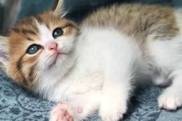 什么是猫感冒,症状源于上呼吸道感染