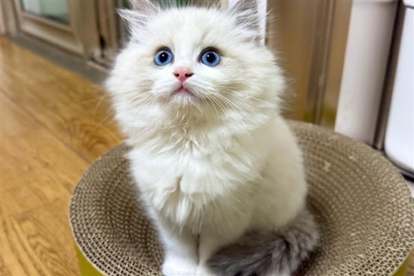 什么是猫感冒,症状源于上呼吸道感染