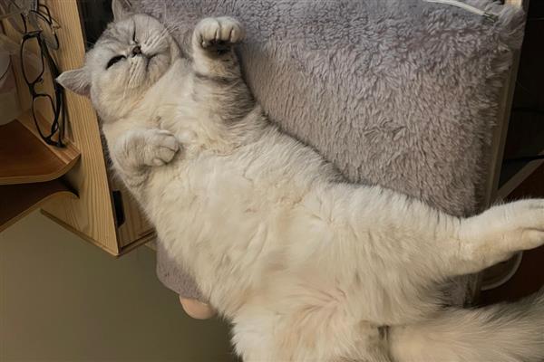 什么是猫感冒,症状源于上呼吸道感染