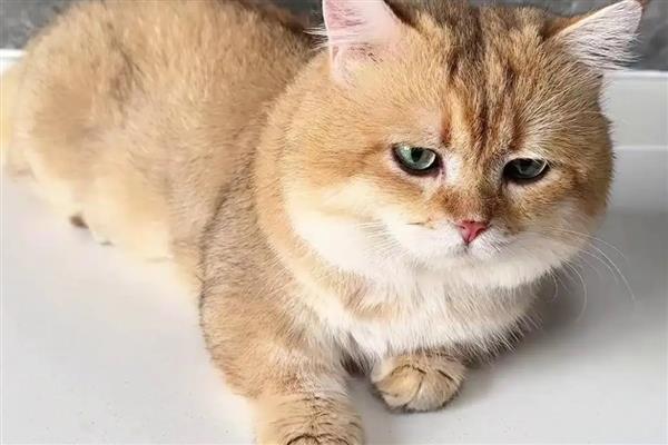 什么是猫感冒,症状源于上呼吸道感染
