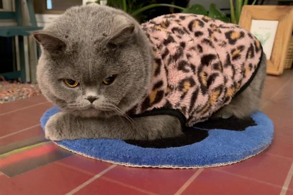 什么是猫感冒,症状源于上呼吸道感染