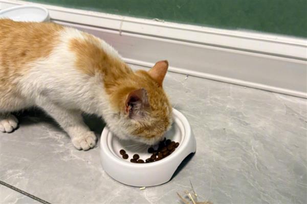 什么是猫感冒,症状源于上呼吸道感染