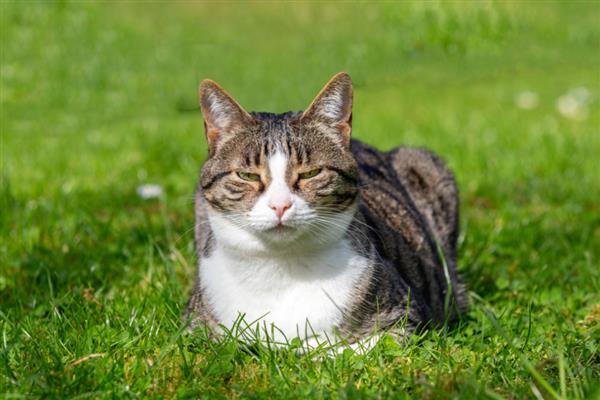 什么是猫感冒,症状源于上呼吸道感染