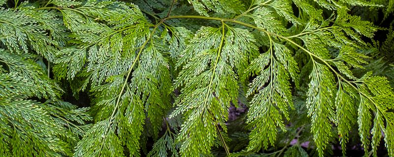裸子植物有什么特点，植物的孢子体都很发达