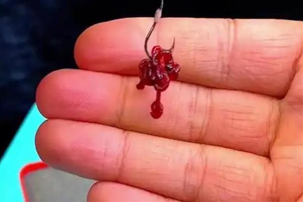 红虫颗粒饵料的挂钩方法，直接穿在鱼钩上