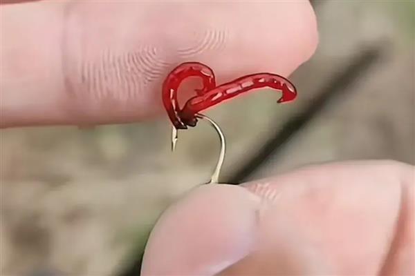 红虫颗粒饵料的挂钩方法，直接穿在鱼钩上