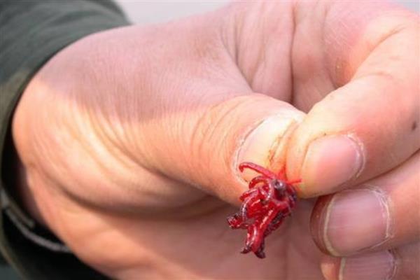 红虫颗粒饵料的挂钩方法，直接穿在鱼钩上