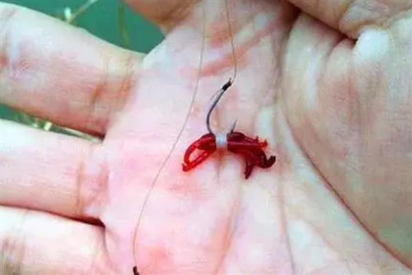 红虫颗粒饵料的挂钩方法，直接穿在鱼钩上