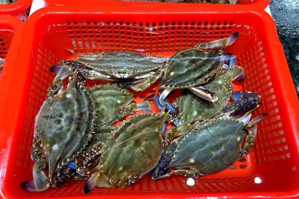 梭子蟹在家怎么养,注意需要用海水饲养