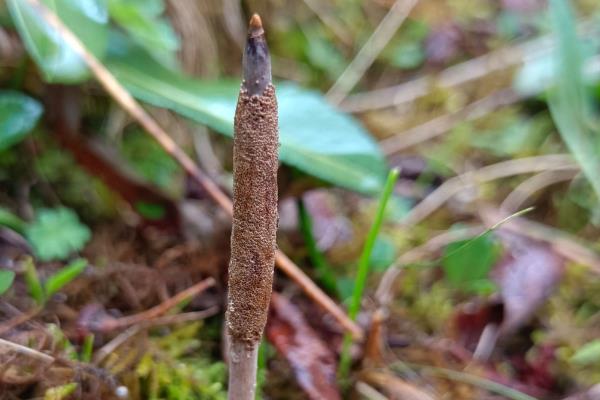虫草的形成方式，子囊孢子进入蝙幅蛾的幼虫体内日渐生长