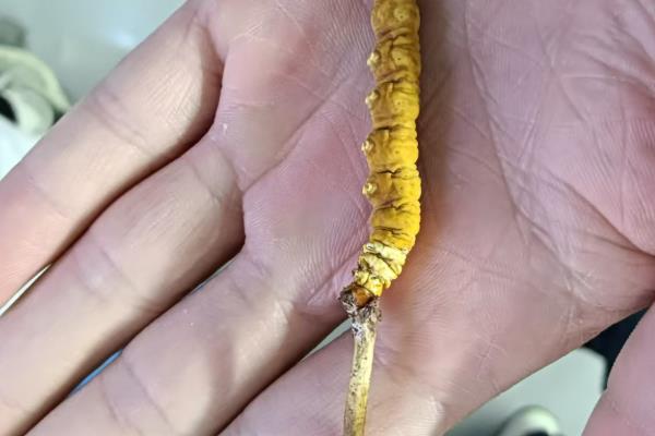 虫草的形成方式，子囊孢子进入蝙幅蛾的幼虫体内日渐生长