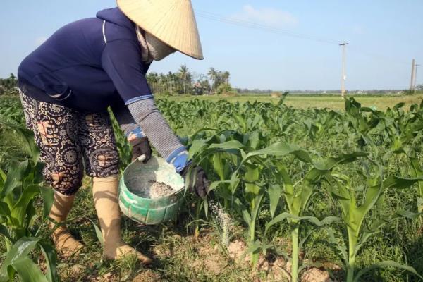 玉米什么时候种植，春季在4-5月份播种