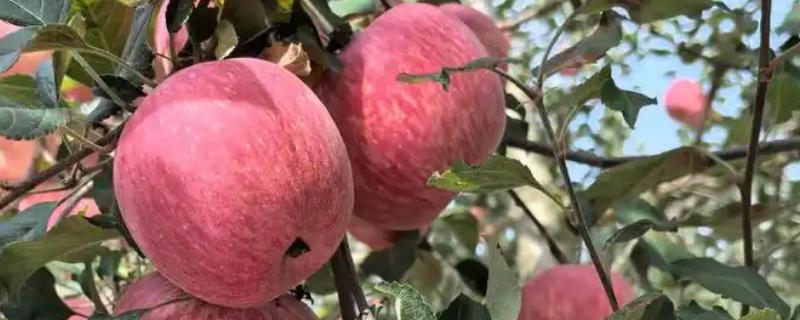 陕西洛川苹果的成熟时间，在每年的9月底和10月初